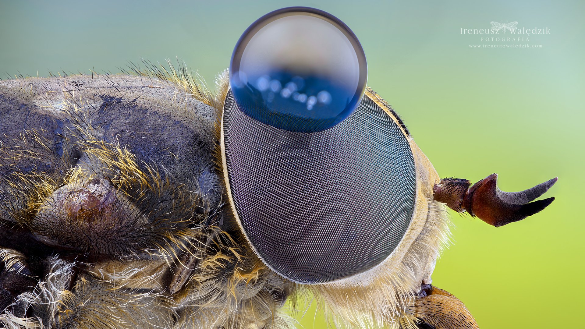 Laowa 50mm f/2.8 2x Ultra Macro lens announced